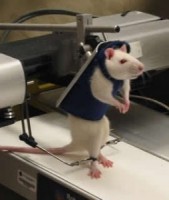 /album/fotogaleria/robot-rat-robot-rehabilitation-253x300-jpg1/
