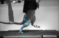 /album/fotogaleria/discapacidad-ratas-1-png1/